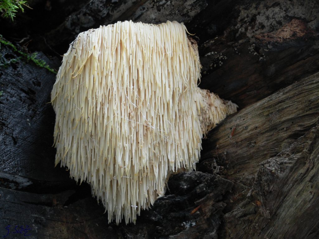 houba koralovec jezaty