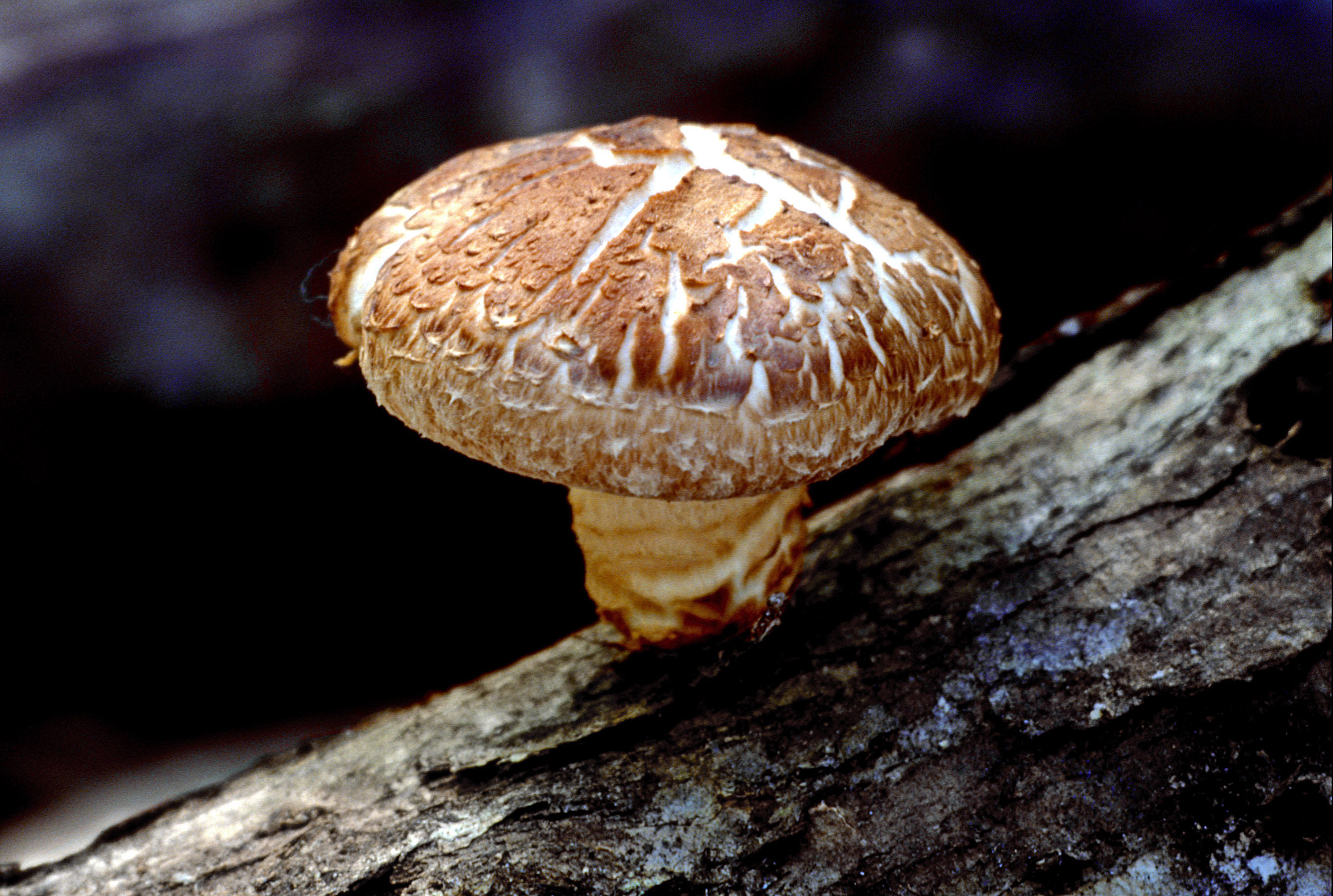Shiitake houba