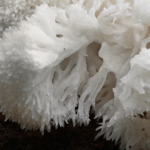 Na žaludeční vředy pomůže korálovec ježatý